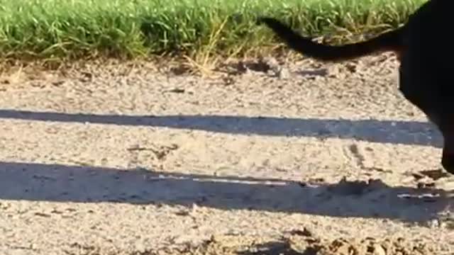 Crusoe the Dachshund Goes Golfing with His Brother Oakley!