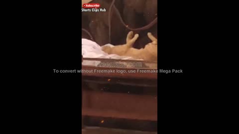 funny cute angry cats