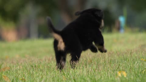 dog running in the park