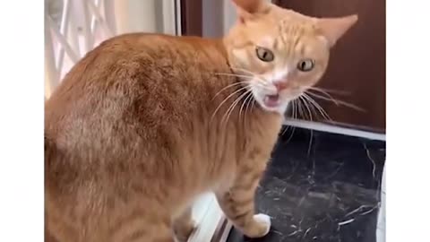 adorable cat video