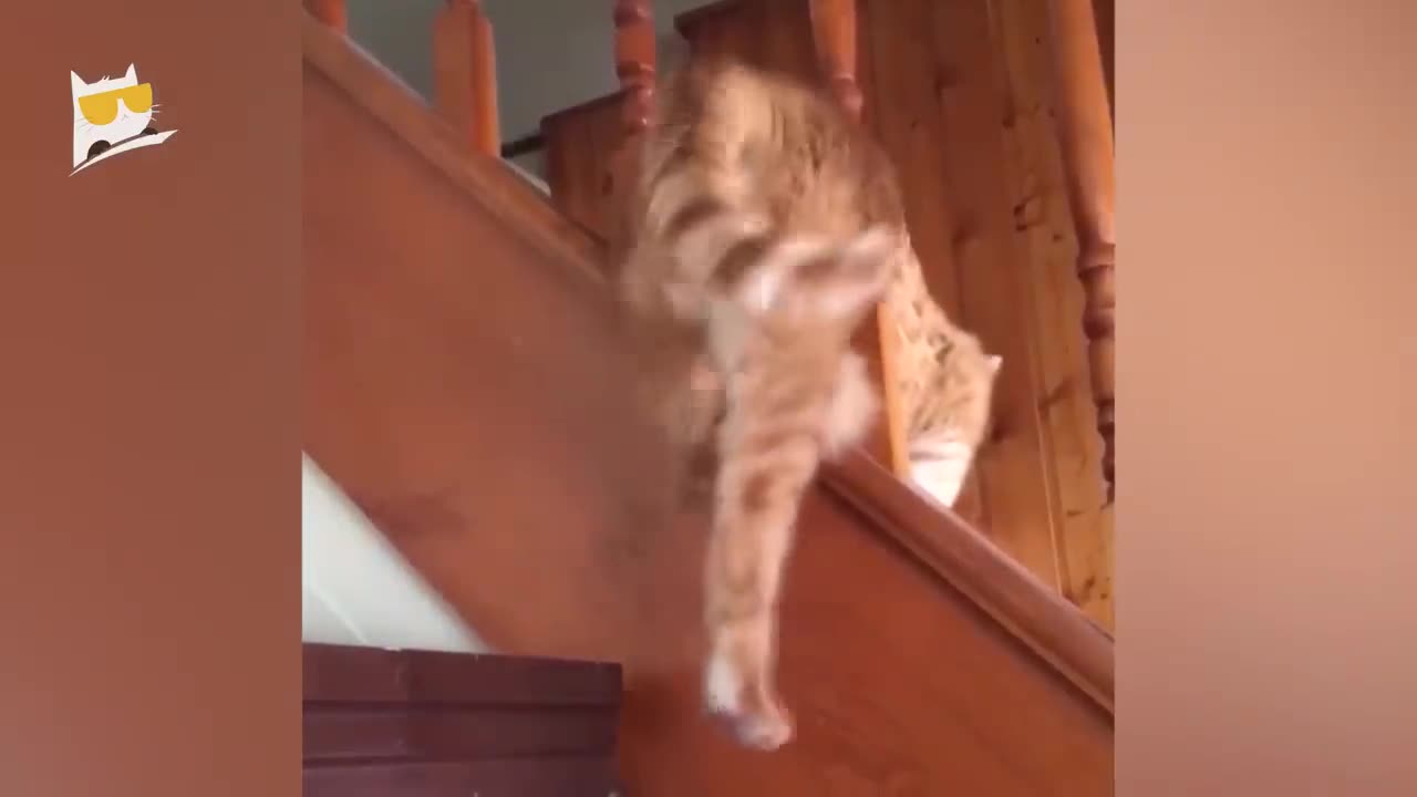 Hilarious Feline Fails! Funny Cat Videos That Will Make You LOL