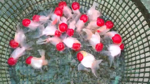 Best quality goldfish collection at goldfish farm-4