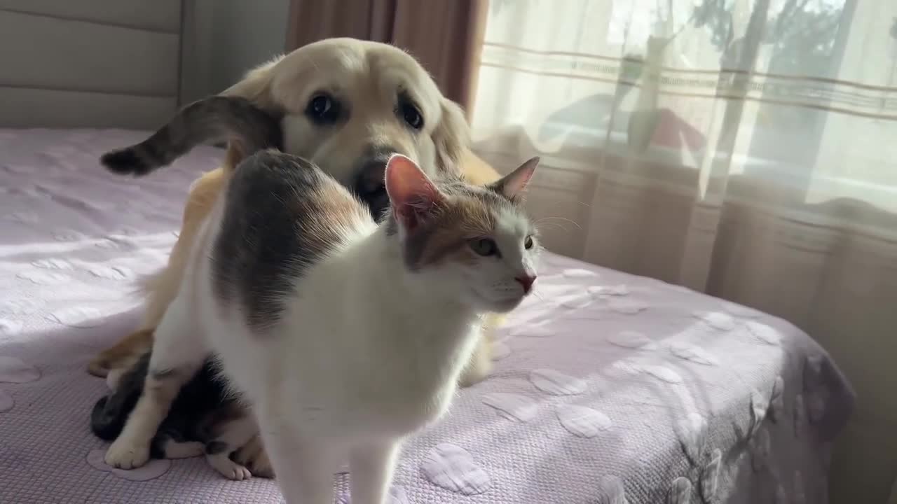 Mom Cat Entrusts Her Babies to a Friendly Golden Retriever