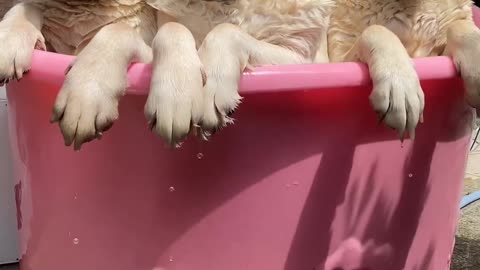 dog take bathing