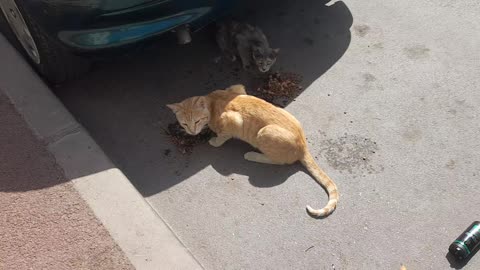 Cats eating needs Home 🏡