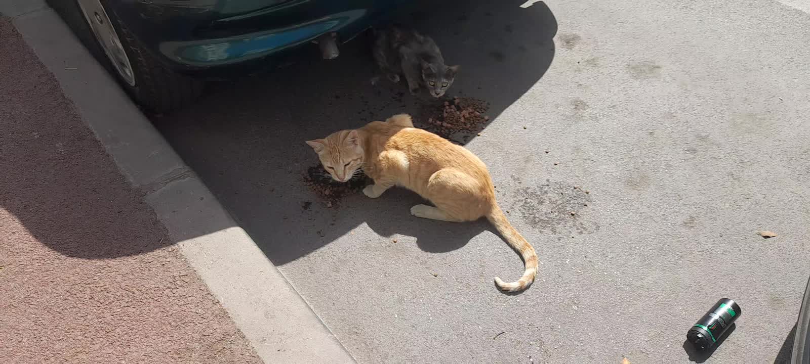 Cats eating needs Home 🏡