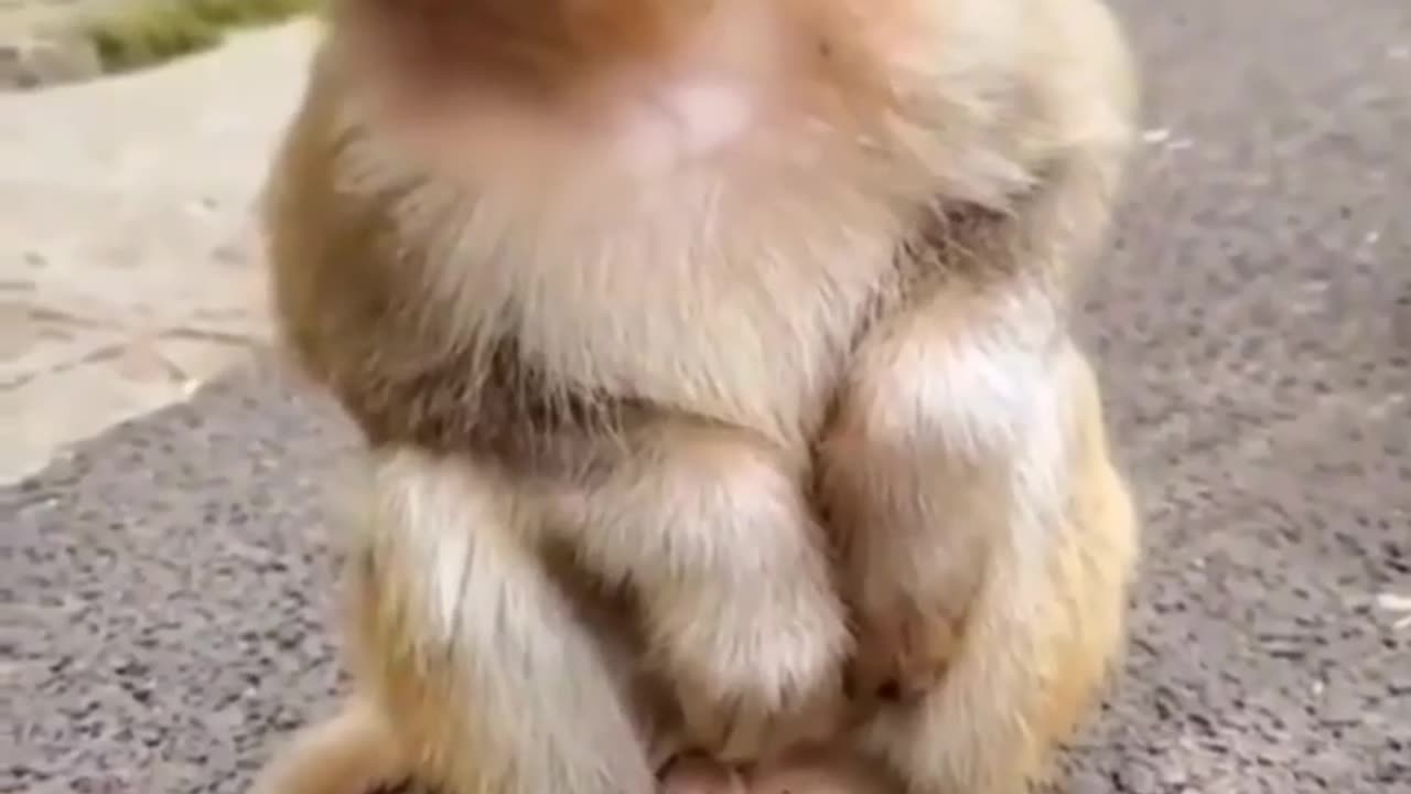 Monkey Funny Video