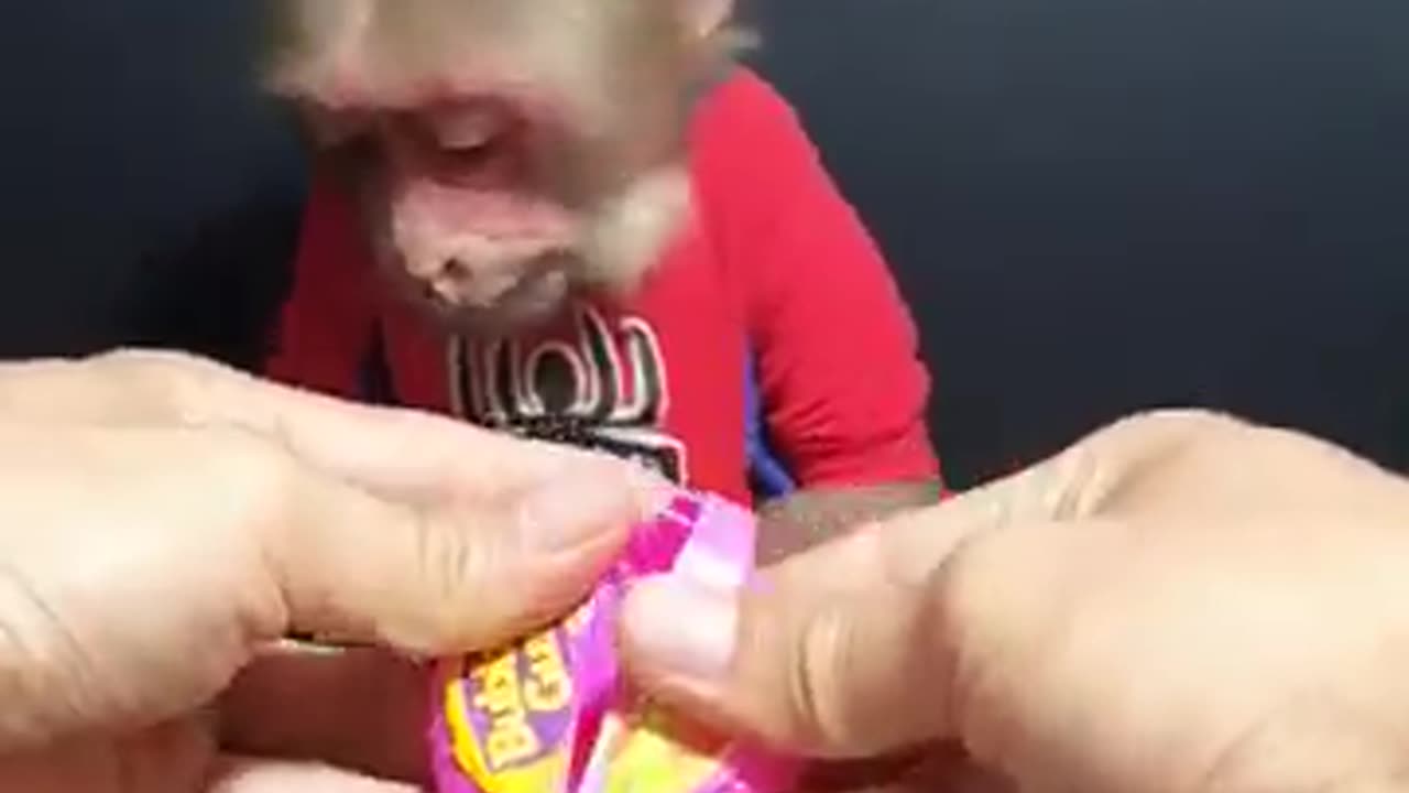 Baby monkey want to open dried fruit