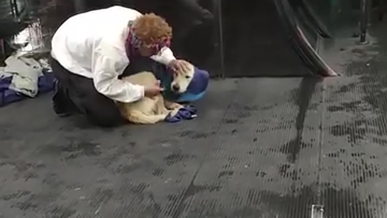 Kind stranger gives dog his own wool vest!