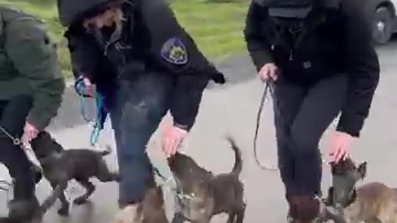 The police puppy training