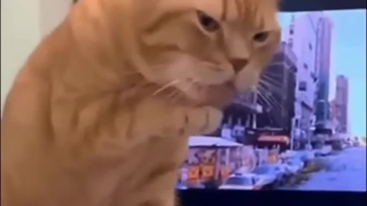 Funny Animal