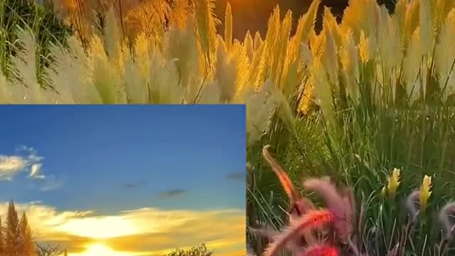 #autumn#sunset #grass #sky #foryou #tiktok #beauty #scenery #special