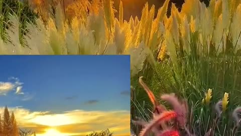 #autumn#sunset #grass #sky #foryou #tiktok #beauty #scenery #special