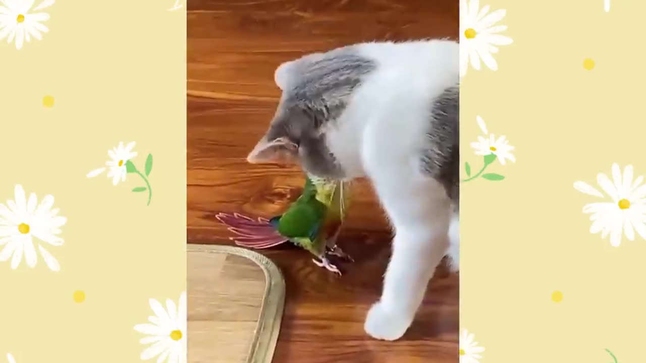 Cats and Birds Funny Moments 😂😂 | Cat meme | Funny Cats | Funny Pets