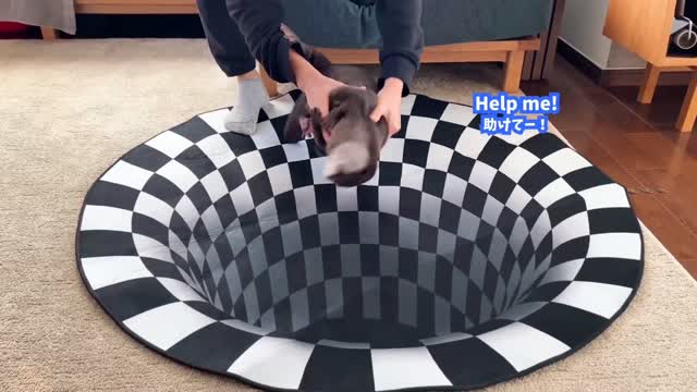 Can Otters See Optical Illusions? Indoor Sinkhole