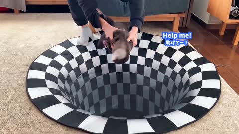 Can Otters See Optical Illusions? Indoor Sinkhole