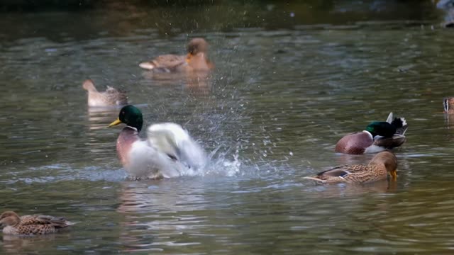 Ducks swimming in the lake