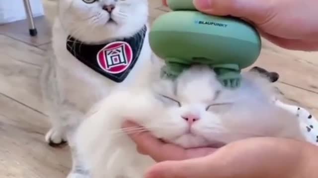 Cat lover