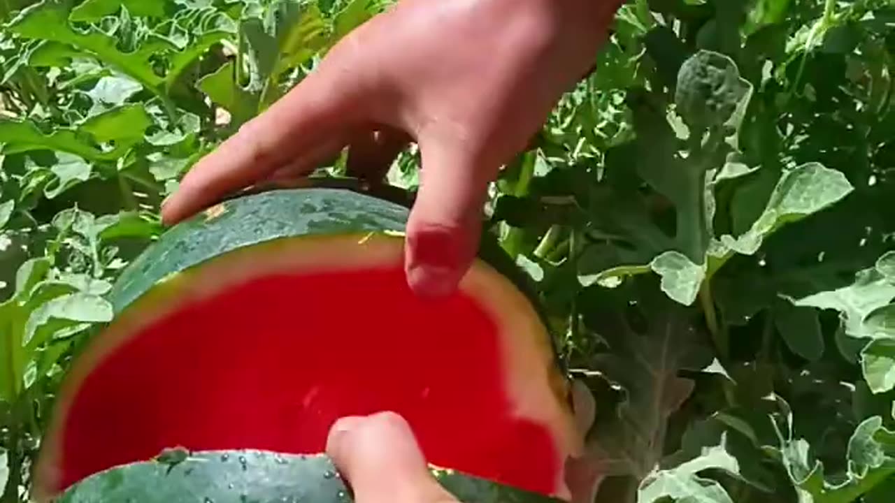 Beautiful and very fresh seedless watermelon - For fruit lovers