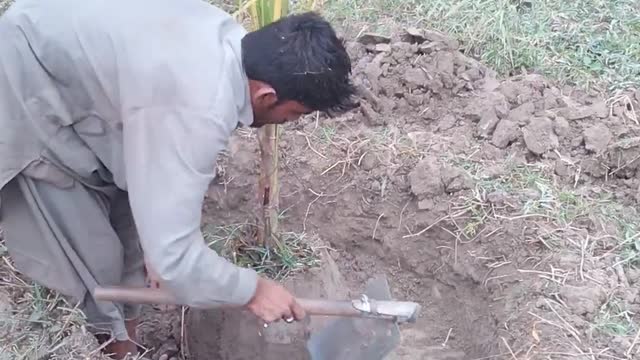 Transferring The Coconut Plant