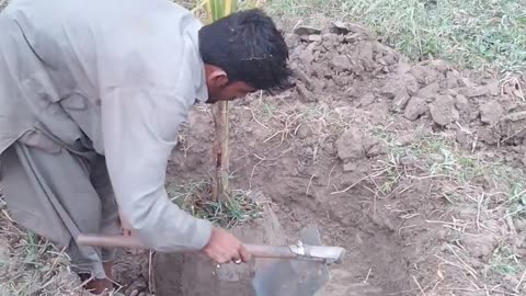 Transferring The Coconut Plant