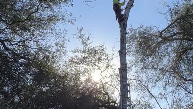 Arborist Has a Close Call with Falling Birch Tree