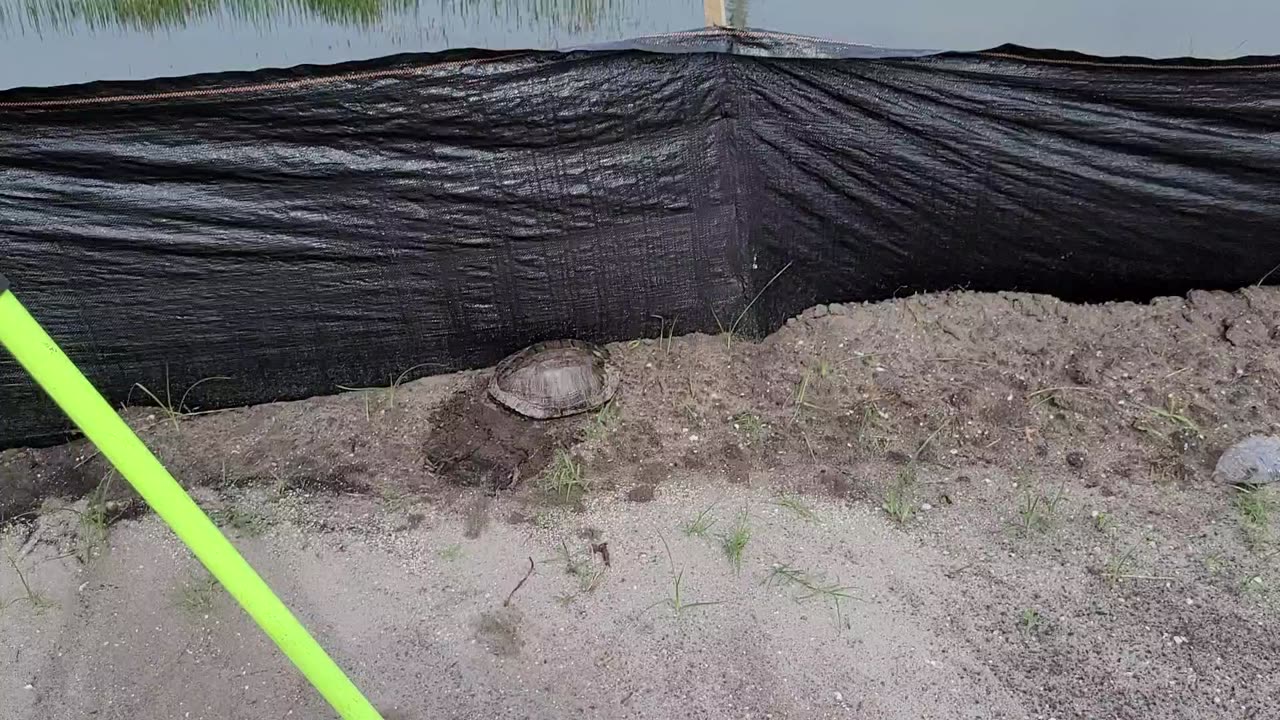 Stop the silt! Kill a turtle..