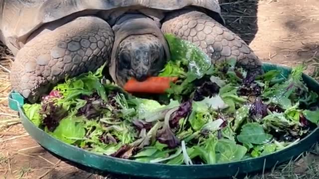 Aldabra Tortoisescanlive upto...