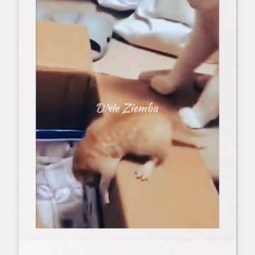 When you're a cat, there are no rules - not even for moms 😹