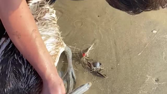 Saving a Bird Caught in Fishing Line