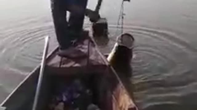 Arapaima fish hunting