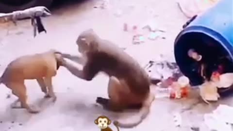 Animal funny video🐒🙈