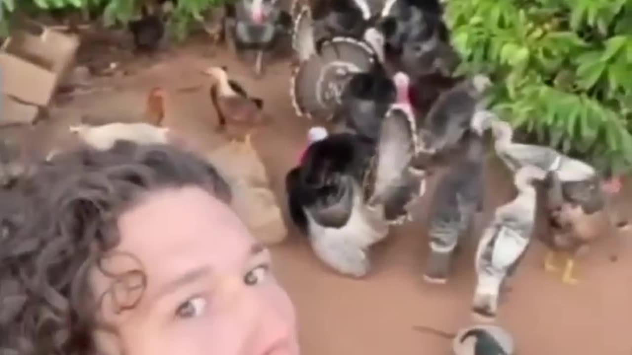 funny animal video