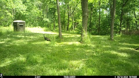 Turkey chicks by blind