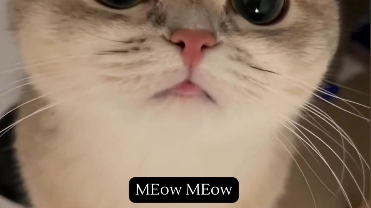 Fall In Love With Cat Funny Video Cat Funny Video And Love - How They Are The Same