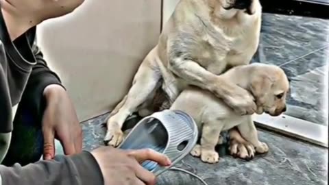 Animal video sad dog 🐕😭