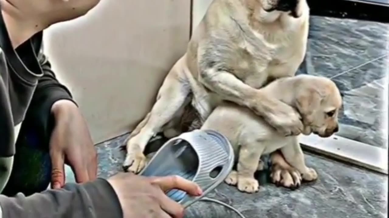 Animal video sad dog 🐕😭