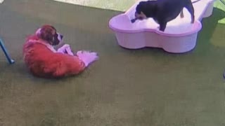 Bulldog Sprays Doggy Daycare Buddy With Hose