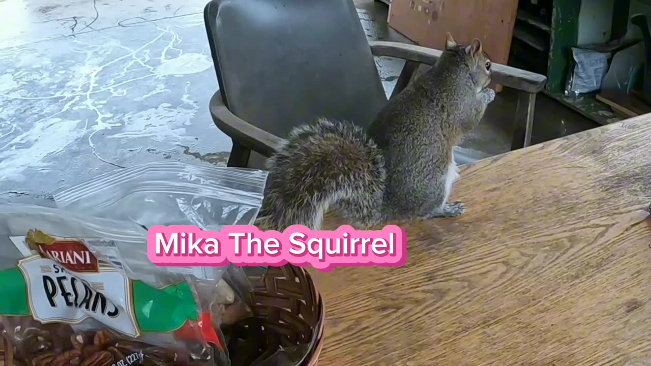 Mika got her favorite walnut in the basket 🧺🐿️.