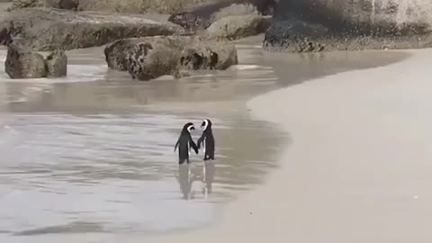 Nothing To See Here~Just Penguins Holding Hands On The Beach!