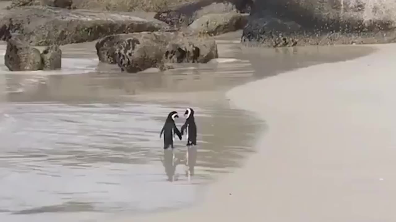 Nothing To See Here~Just Penguins Holding Hands On The Beach!