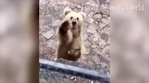 Funniest dogs and cat’s videos 2023🙏🏿😂😂😂😂😂😂