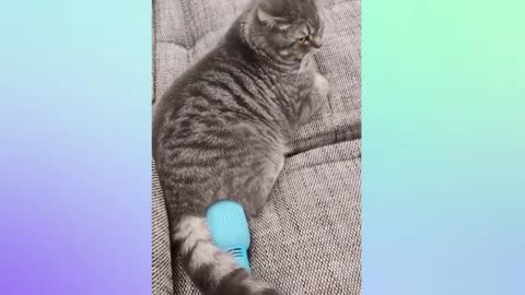 HEWAN LUCU 2022 VIDEO