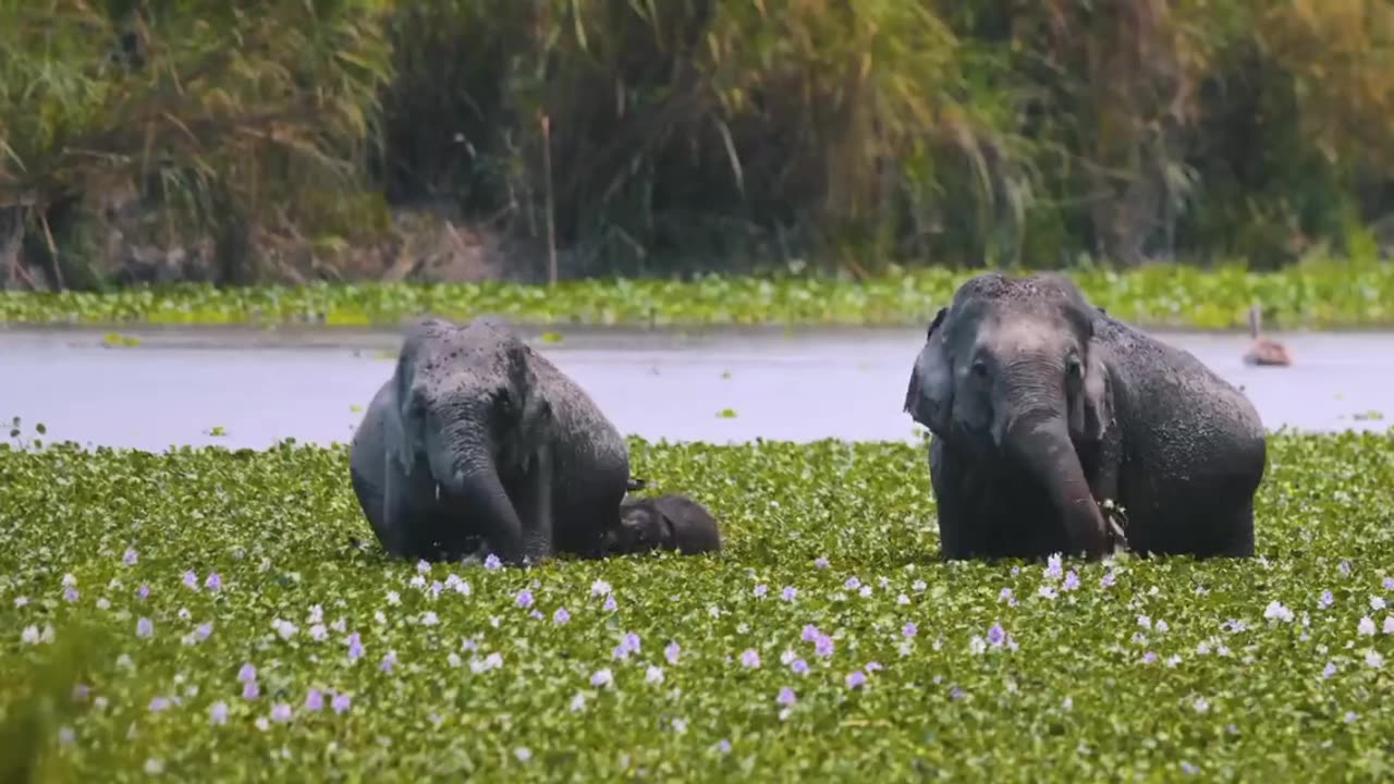 Wild life 👀🐘🦏🦥❤️ #shorts #wildlife