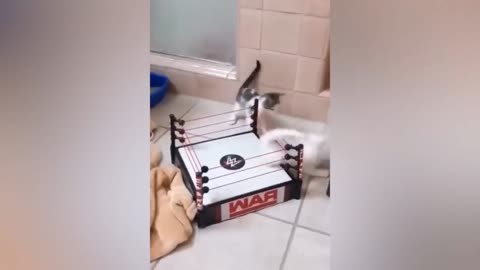 Best cat funny videos cat animal funny video wild animal funny video