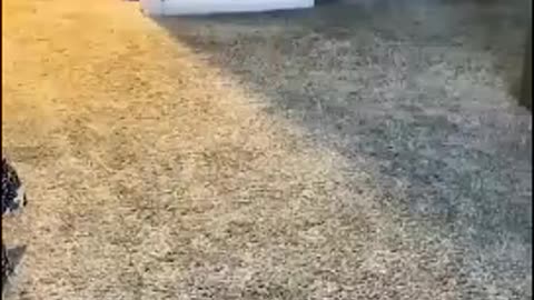 CUTE PETS FUNNY AND CUTE VIDEOS 😇💕
