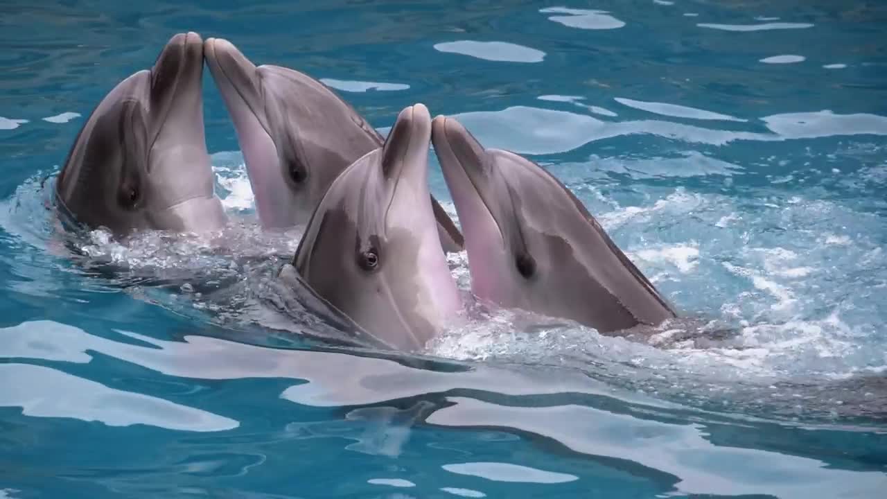 Dolphins dancing at a show