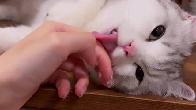 Cute Cat Play With Owner 😹
