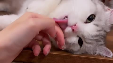 Cute Cat Play With Owner 😹