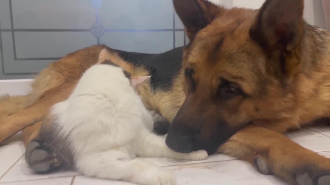 German Shepherd Attacked by Cute Cat